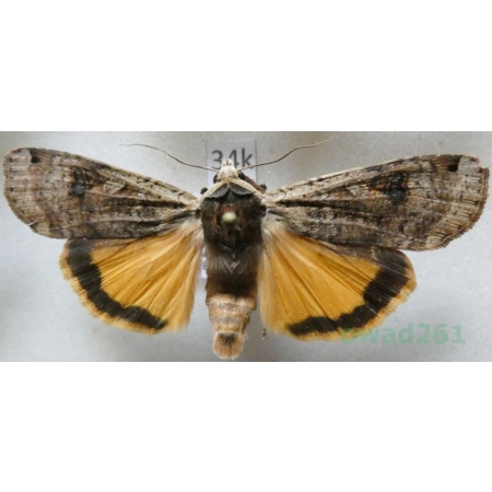 Noctua pronuba (Linnaeus, 1758) Rolnica tasiemka Czech34k